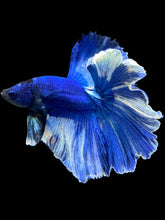 Load image into Gallery viewer, Male Rosetail - Fancy Blue #1371 - Live Betta Fish
