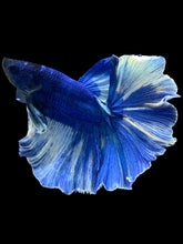 Load image into Gallery viewer, Male Rosetail - Fancy Blue #1371 - Live Betta Fish
