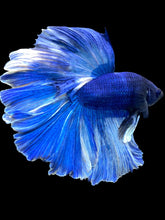 Load image into Gallery viewer, Male Rosetail - Fancy Blue #1371 - Live Betta Fish
