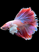 Load image into Gallery viewer, Male Rosetail - Dumbo #1373 - Live Betta Fish (NIP TAIL)
