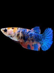 Female Halfmoon Plakat - Galaxy #1376 - Live Betta Fish