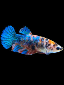 Female Halfmoon Plakat - Galaxy #1376 - Live Betta Fish