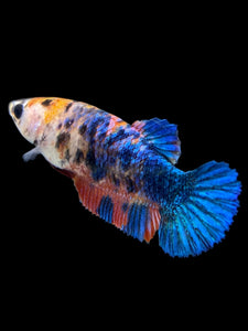 Female Halfmoon Plakat - Galaxy #1376 - Live Betta Fish