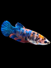 Load image into Gallery viewer, Female Halfmoon Plakat - Galaxy #1376 - Live Betta Fish
