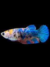 Load image into Gallery viewer, Female Halfmoon Plakat - Galaxy #1376 - Live Betta Fish

