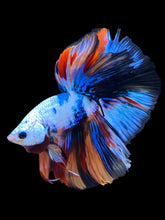 Load image into Gallery viewer, Male Halfmoon - Galaxy #1377 - Live Betta Fish

