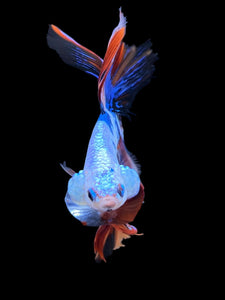 Male Halfmoon - Galaxy #1377 - Live Betta Fish