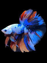 Load image into Gallery viewer, Male Halfmoon - Galaxy #1377 - Live Betta Fish
