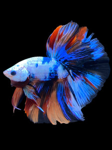 Male Halfmoon - Galaxy #1377 - Live Betta Fish
