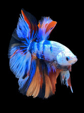 Load image into Gallery viewer, Male Halfmoon - Galaxy #1377 - Live Betta Fish
