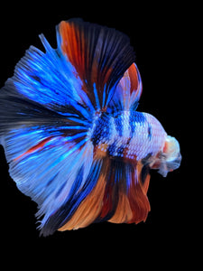 Male Halfmoon - Galaxy #1377 - Live Betta Fish