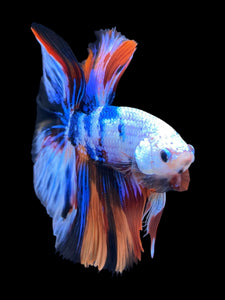 Male Halfmoon - Galaxy #1377 - Live Betta Fish