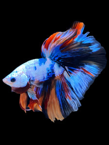 Male Halfmoon - Galaxy #1377 - Live Betta Fish