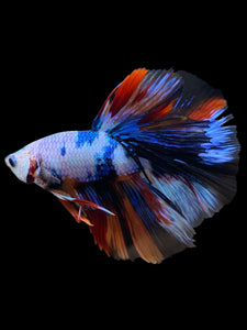 Male Halfmoon - Galaxy #1377 - Live Betta Fish