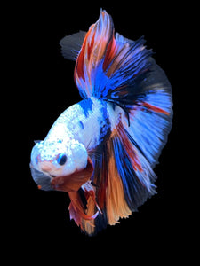 Male Halfmoon - Galaxy #1377 - Live Betta Fish