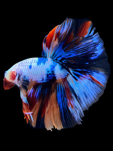 Male Halfmoon - Galaxy #1377 - Live Betta Fish