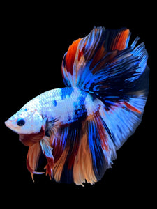 Male Halfmoon - Galaxy #1377 - Live Betta Fish