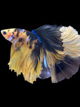 Load image into Gallery viewer, Male Halfmoon - Yellow Galaxy #137 - Live Betta Fish (XL TAIL)
