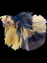 Load image into Gallery viewer, Male Halfmoon - Yellow Galaxy #137 - Live Betta Fish (XL TAIL)
