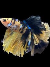 Load image into Gallery viewer, Male Halfmoon - Yellow Galaxy #137 - Live Betta Fish (XL TAIL)
