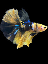 Load image into Gallery viewer, Male Halfmoon - Yellow Galaxy #137 - Live Betta Fish (XL TAIL)
