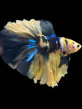 Load image into Gallery viewer, Male Halfmoon - Yellow Galaxy #137 - Live Betta Fish (XL TAIL)
