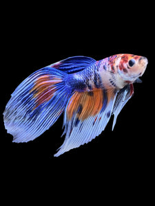 Male Veiltail - Candy #1383 - Live Betta Fish