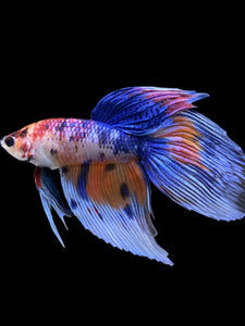 Male Veiltail - Candy #1383 - Live Betta Fish