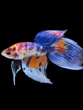 Load image into Gallery viewer, Male Veiltail - Candy #1383 - Live Betta Fish
