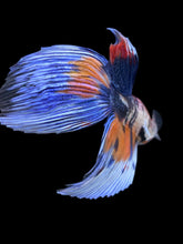 Load image into Gallery viewer, Male Veiltail - Candy #1383 - Live Betta Fish
