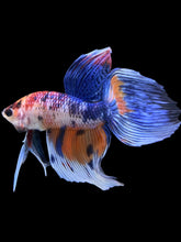 Load image into Gallery viewer, Male Veiltail - Candy #1383 - Live Betta Fish
