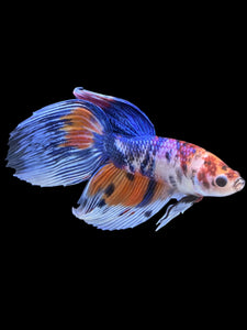 Male Veiltail - Candy #1383 - Live Betta Fish
