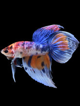 Load image into Gallery viewer, Male Veiltail - Candy #1383 - Live Betta Fish
