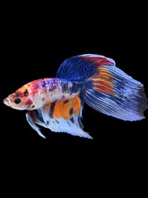 Load image into Gallery viewer, Male Veiltail - Candy #1383 - Live Betta Fish
