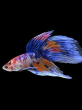 Load image into Gallery viewer, Male Veiltail - Candy #1383 - Live Betta Fish
