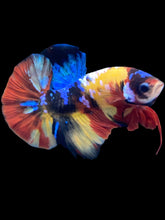 Load image into Gallery viewer, Male Halfmoon Plakat - Multicolor #1387 - Live Betta Fish
