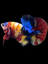 Load image into Gallery viewer, Male Halfmoon Plakat - Multicolor #1387 - Live Betta Fish
