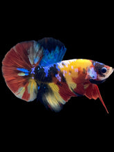 Load image into Gallery viewer, Male Halfmoon Plakat - Multicolor #1387 - Live Betta Fish
