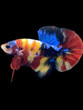 Load image into Gallery viewer, Male Halfmoon Plakat - Multicolor #1387 - Live Betta Fish
