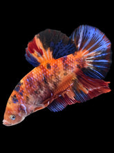 Load image into Gallery viewer, GIANT Male Halfmoon Plakat - Galaxy #1389 - Live Betta Fish
