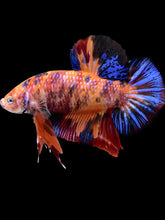 Load image into Gallery viewer, GIANT Male Halfmoon Plakat - Galaxy #1389 - Live Betta Fish
