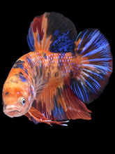 Load image into Gallery viewer, GIANT Male Halfmoon Plakat - Galaxy #1389 - Live Betta Fish
