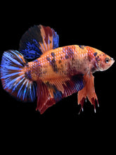 Load image into Gallery viewer, GIANT Male Halfmoon Plakat - Galaxy #1389 - Live Betta Fish
