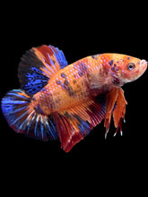 Load image into Gallery viewer, GIANT Male Halfmoon Plakat - Galaxy #1389 - Live Betta Fish

