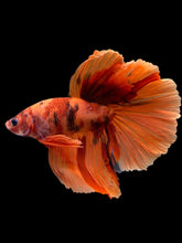 Load image into Gallery viewer, Male Halfmoon - Galaxy #138 - Live Betta Fish
