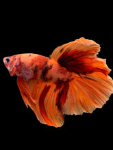 Load image into Gallery viewer, Male Halfmoon - Galaxy #138 - Live Betta Fish
