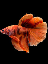 Load image into Gallery viewer, Male Halfmoon - Galaxy #138 - Live Betta Fish
