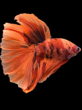 Load image into Gallery viewer, Male Halfmoon - Galaxy #138 - Live Betta Fish
