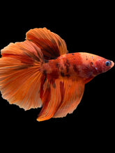 Load image into Gallery viewer, Male Halfmoon - Galaxy #138 - Live Betta Fish
