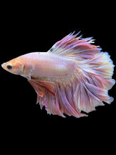 Load image into Gallery viewer, Male Rosetail - Pastel Pink #1390 - Live Betta Fish (SKIN TAG)
